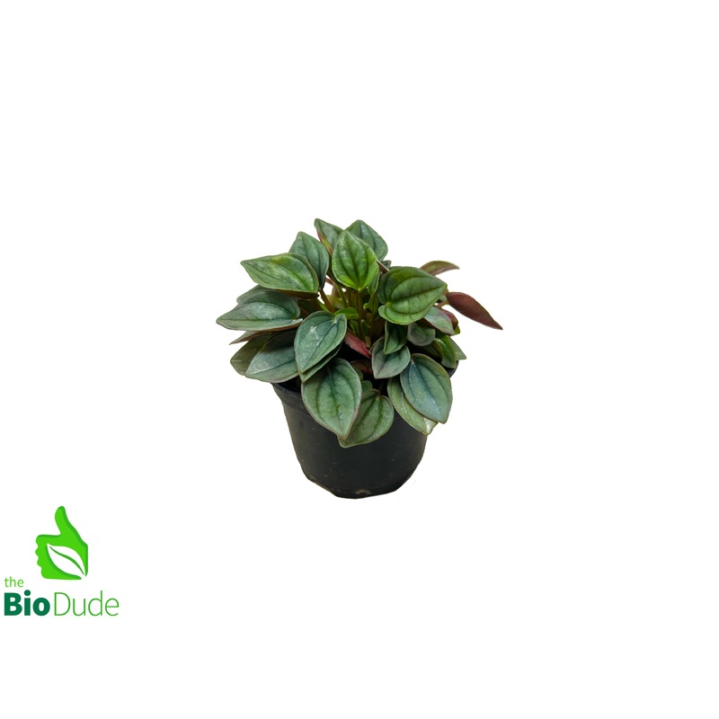 4″ Pot Peperomia Napoli Nights