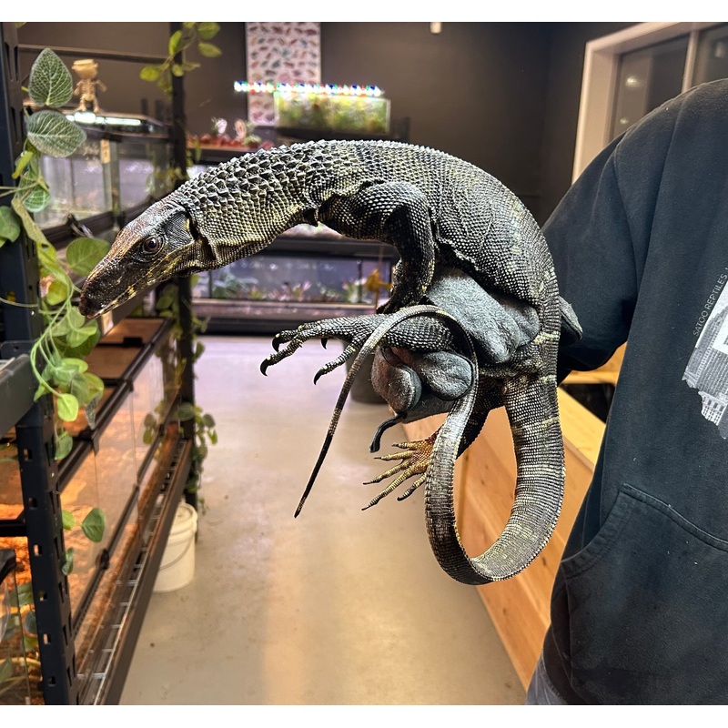 Adult Black Roughneck Monitor (1)