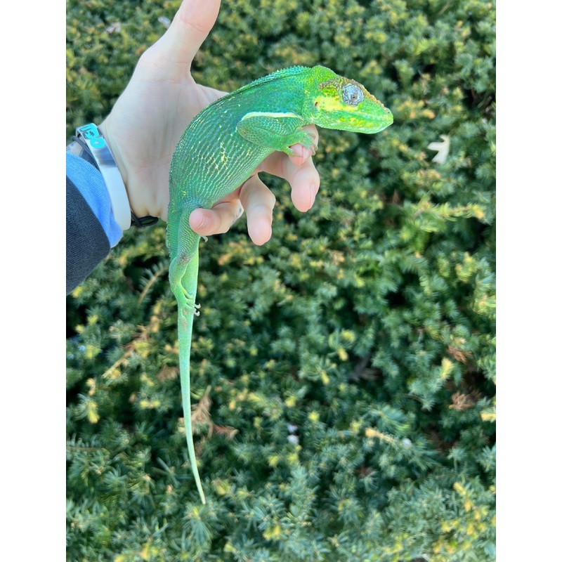 Adult Knight Anole (2)