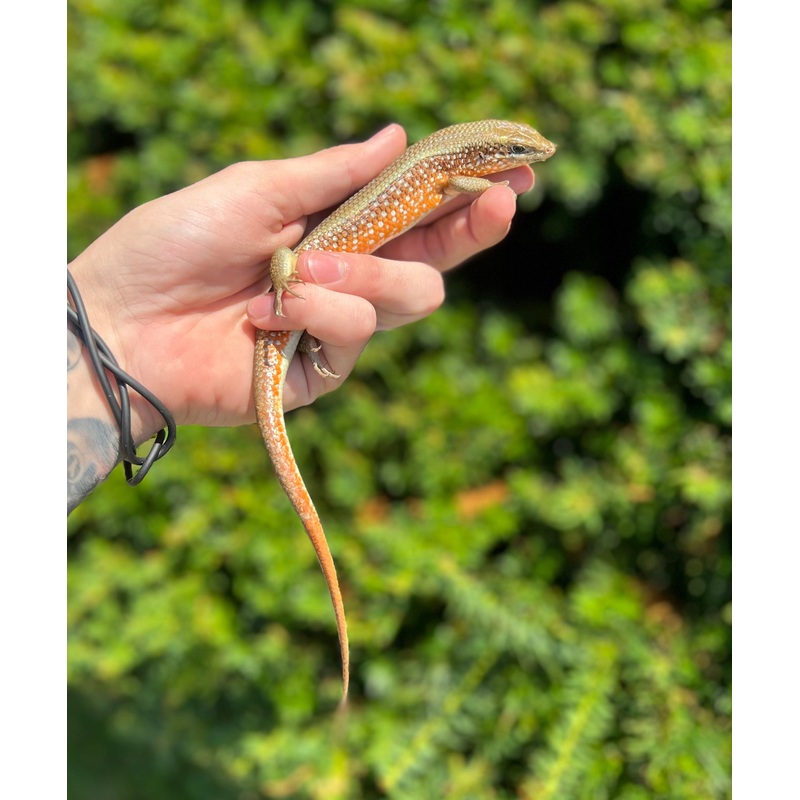 Adult Red-Sided Skink