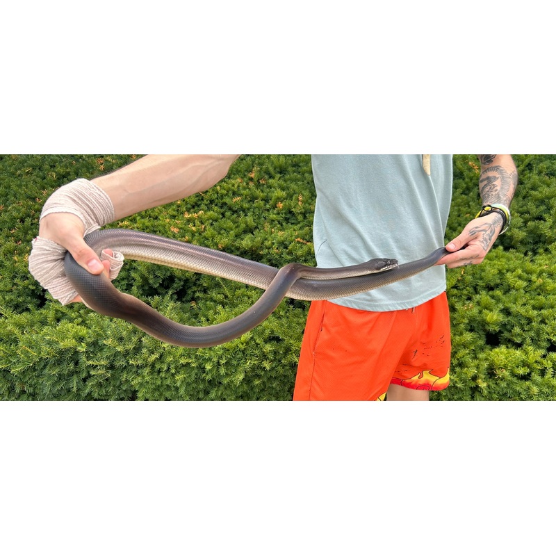 Adult Southern Black White-Lipped Python (Male 1)