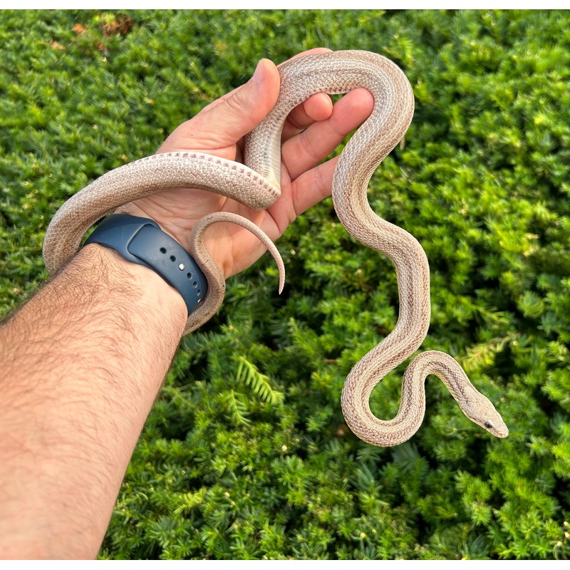 Adult Striped Ghost Corn Snake (Male 1)