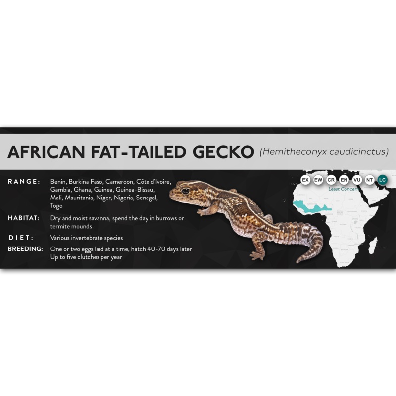 African Fat-Tailed Gecko (Hemitheconyx caudicinctus) – X Label Laminated Paper