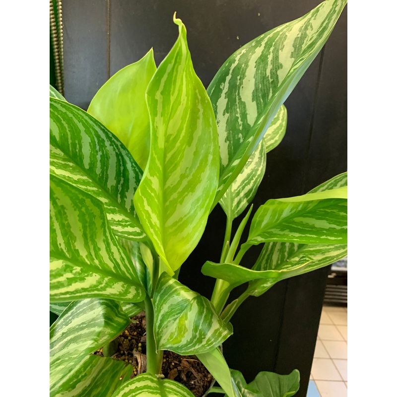 Aglaonema Stripes 3.5 inch pot