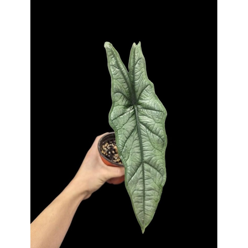 Alocasia Dragons Breath 2.5″/3″ Pot