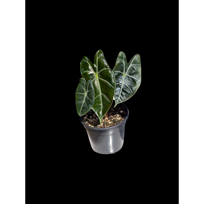 Alocasia ‘longiloba’ Suhirmaniana Purple 3.5″ Pot