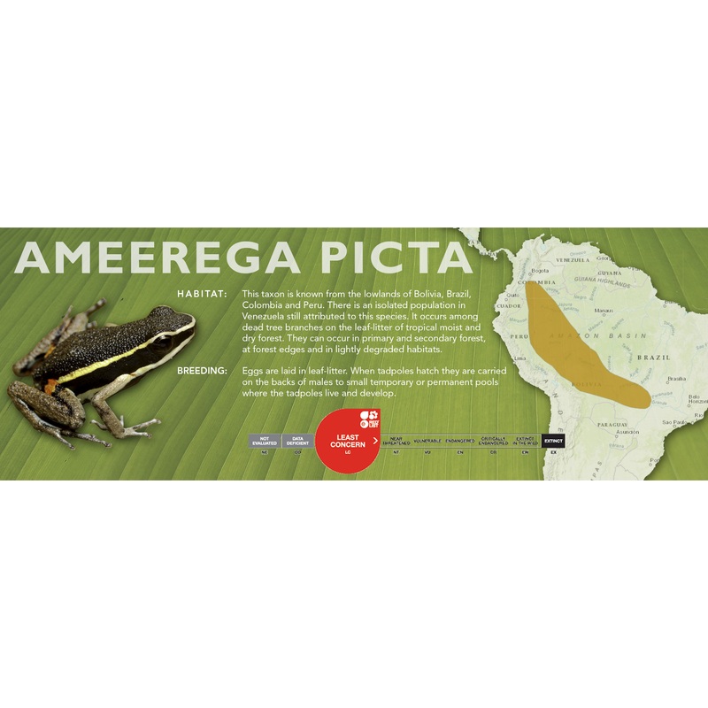 Ameerega picta – Classic Vivarium Label