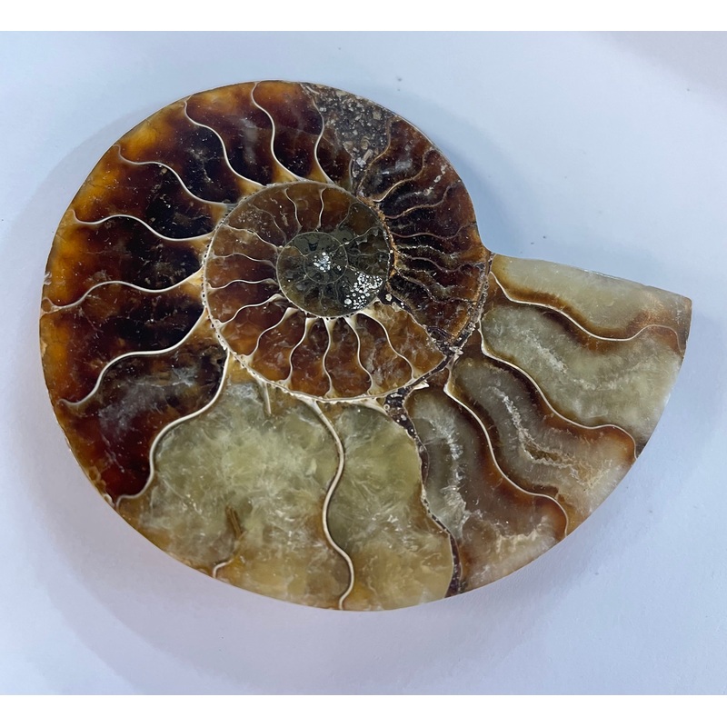 Ammonite Fossil