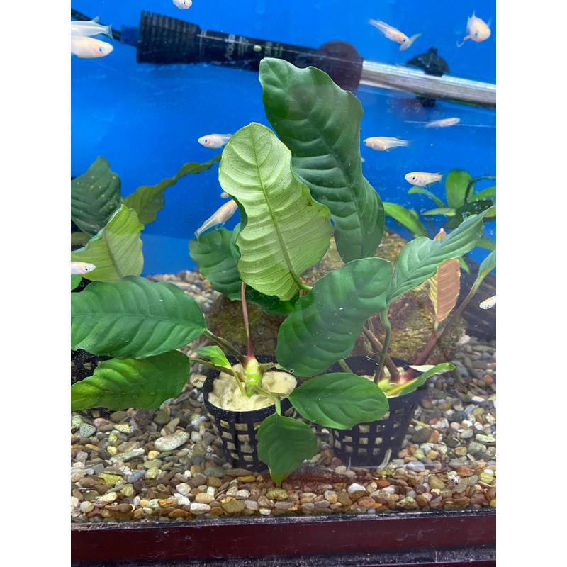 Anubias barteri ‘Coffeefolia’