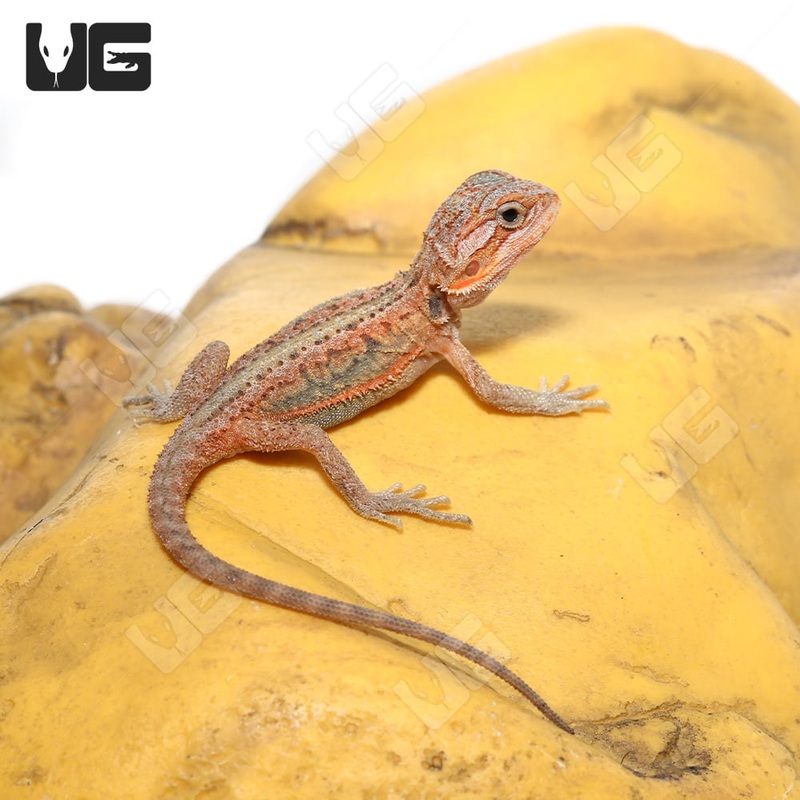 Baby Bearded Dragons For Sale