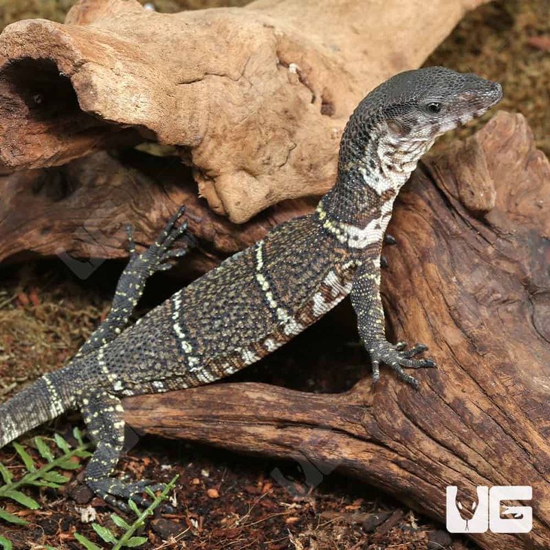 Baby Dumerils Monitors(Varanus Dumerilii) For Sale
