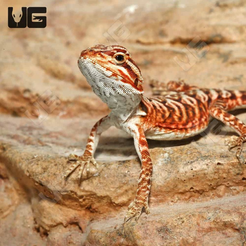 Baby Inferno Leatherback Bearded Dragons (Pogona vitticeps) For Sale