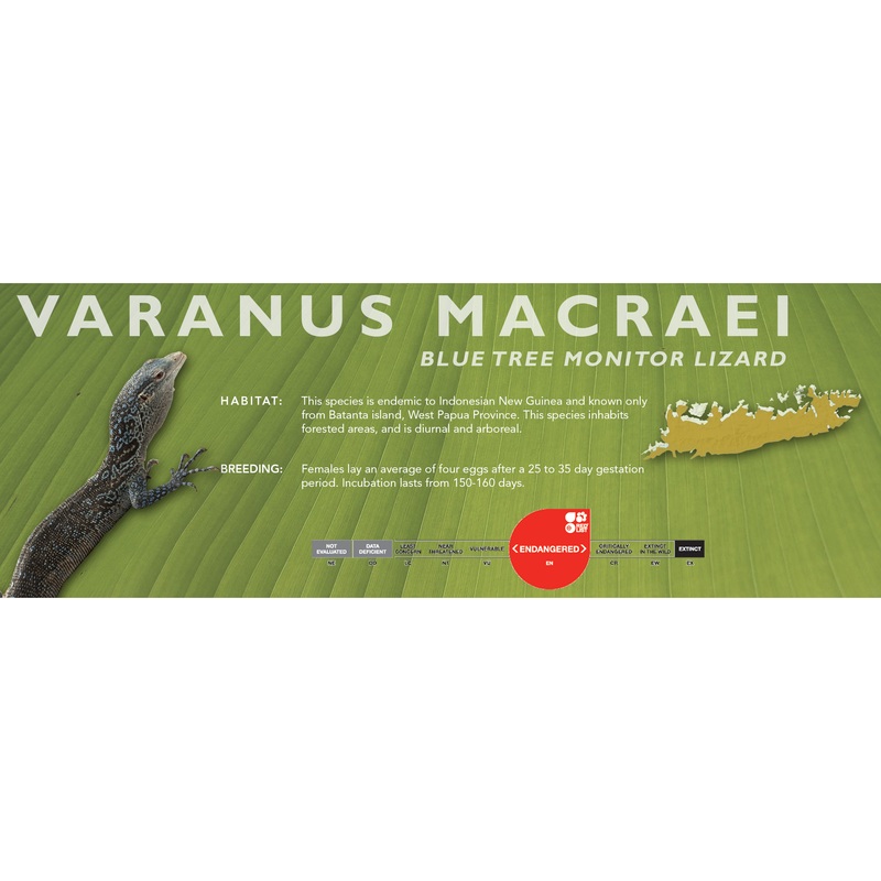 Blue Tree Monitor (Varanus macraei) Classic Vivarium Label