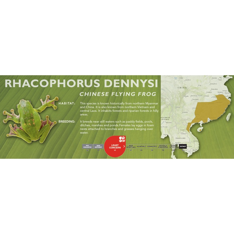 Chinese Flying Frog (Rhacophorus dennysi) – Classic Vivarium Label