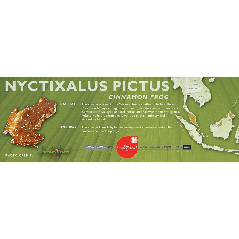 Cinnamon Frog (Nyctixalus pictus) – Classic Vivarium Label