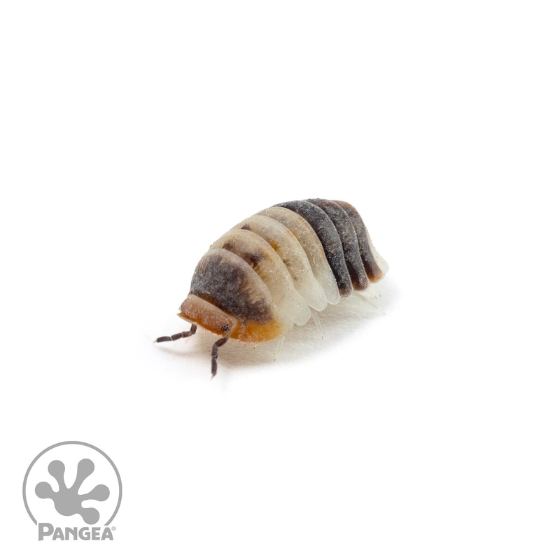 Cubaris sp.  White Shark Isopods 5 Count