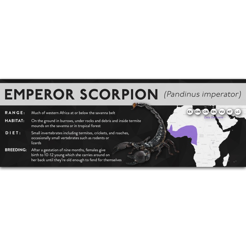 Emperor Scorpion (Pandinus imperator) – X Label Regular Size (7″ x 2.5″) Laminated Paper
