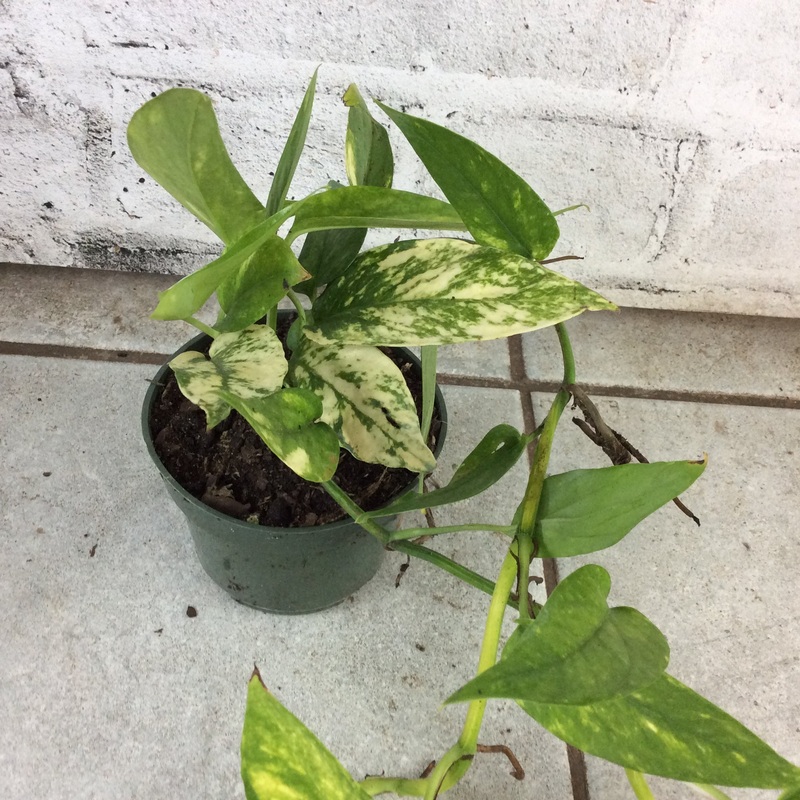 Epipremnum pinnatum Neon Variegated 4″ Pot