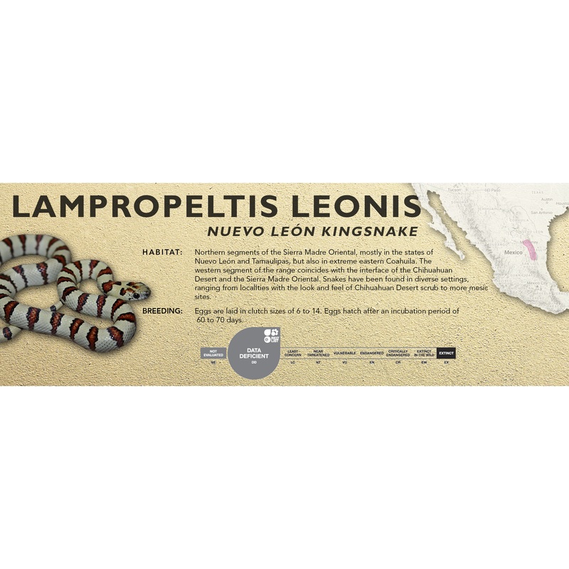 Nuevo Len Kingsnake (Lampropeltis leonis) Classic Vivarium Label