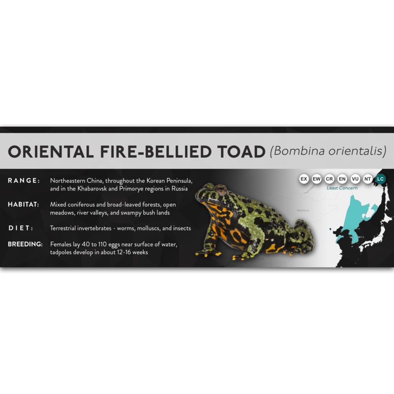 Oriental Fire-Bellied Toad (Bombina orientalis) – X Label Laminated Paper