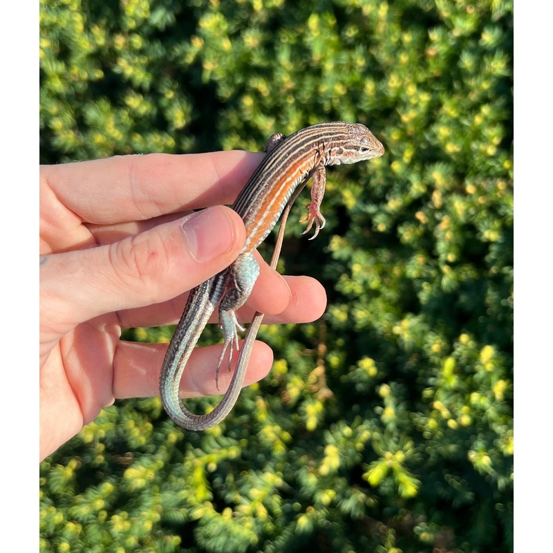 Rainbow Whiptail Lizard (1.1 Pair)