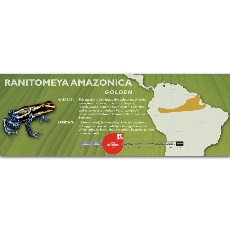 Ranitomeya amazonica – Classic Vivarium Label Arena Blanca
