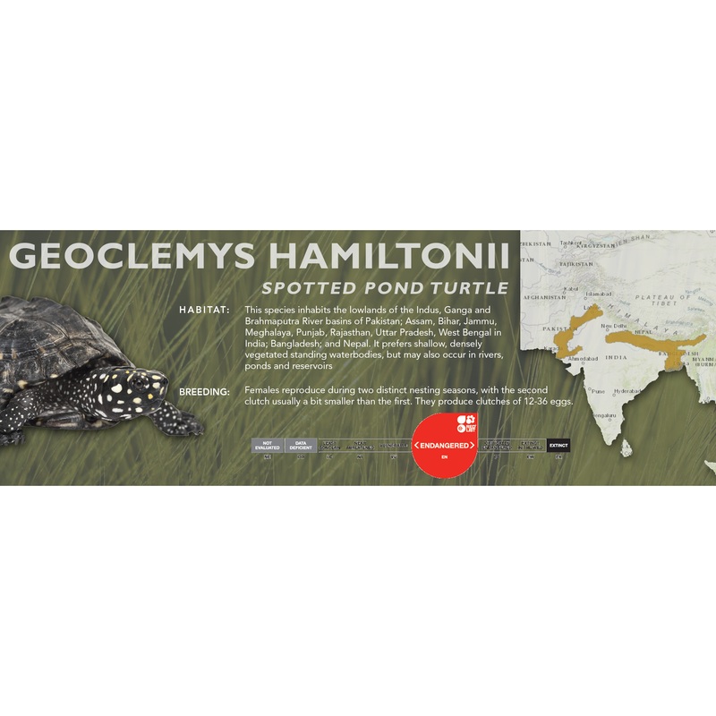 Spotted Pond Turtle (Geoclemys hamiltonii) – Classic Vivarium Label