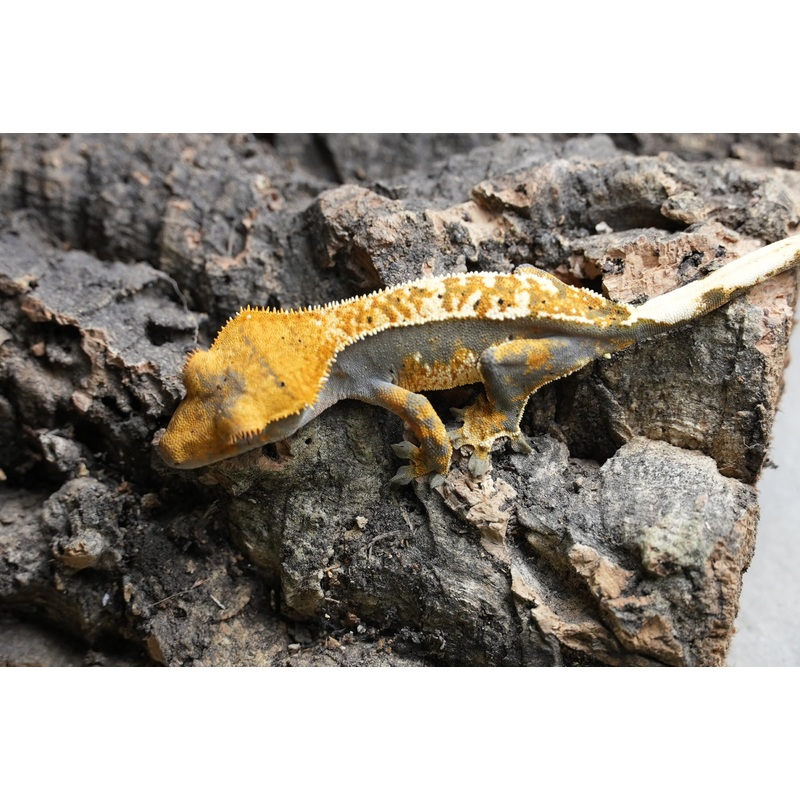 Tri color harlequin