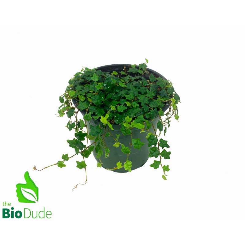 4″ Pot Oak Leaf Creeping Fig TINY OAK LEAVES