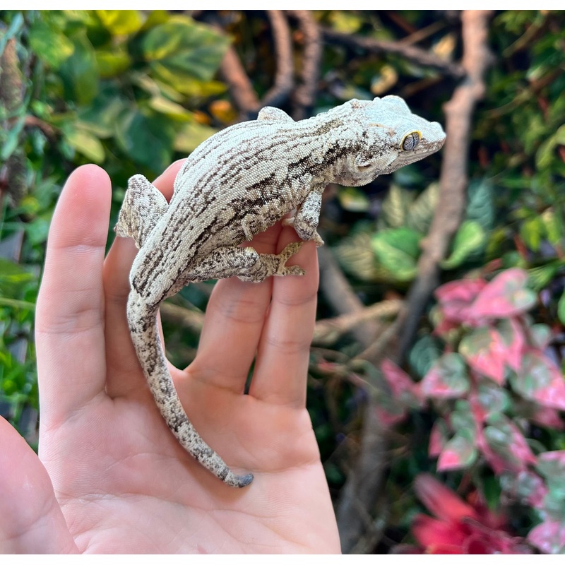 Adult Black and White Gargoyle Gecko (Male)