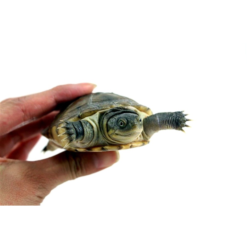 Adult Male West African Mud Turtle