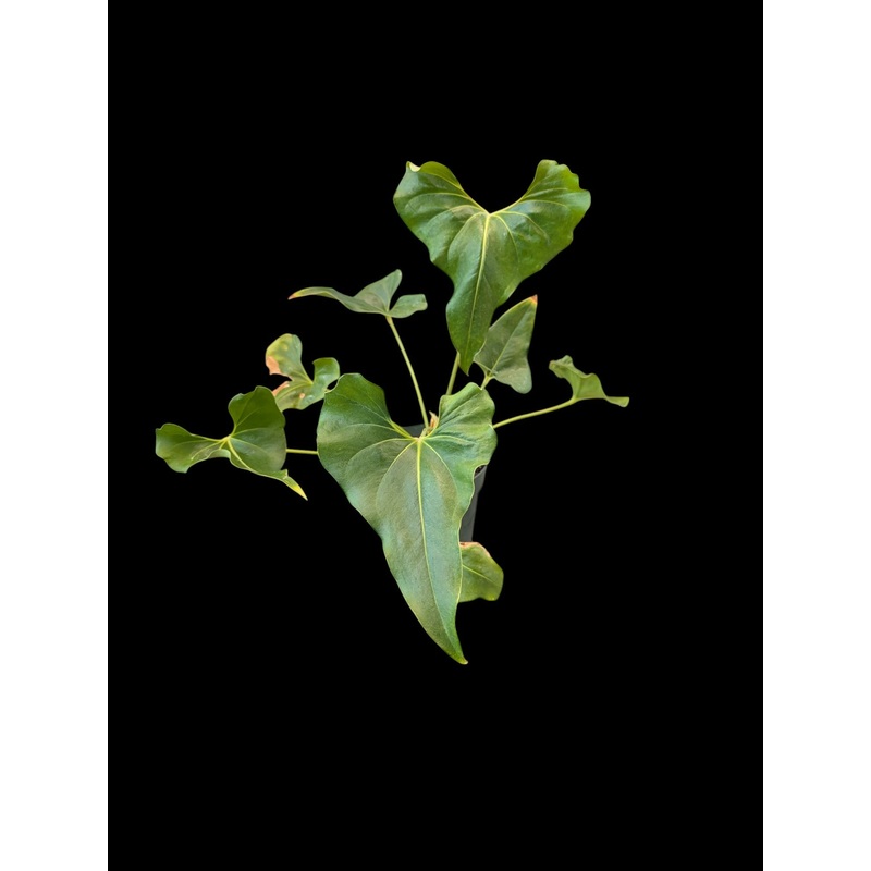 Anthurium No ID #2