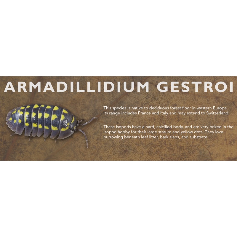 Armadillidium gestroi – Isopod Label Standard Size 7″ x 2.5″