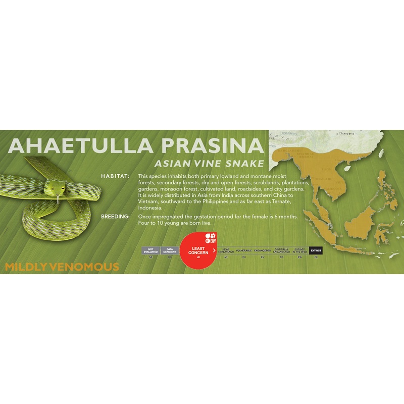 Asian Vine Snake (Ahaetulla prasina) Classic Vivarium Label