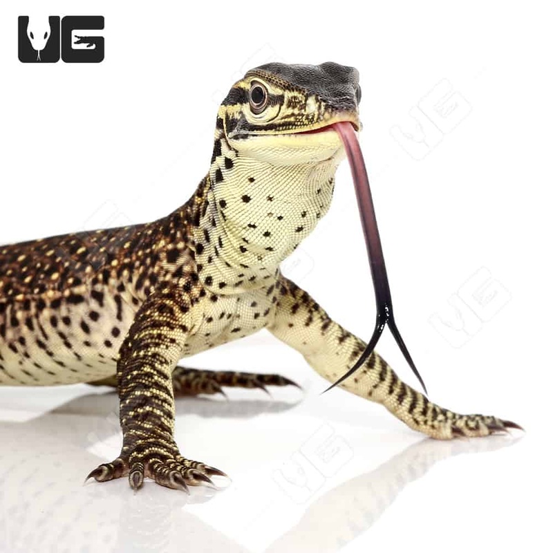 Baby Argus Monitors (Varanus panoptes)For Sale