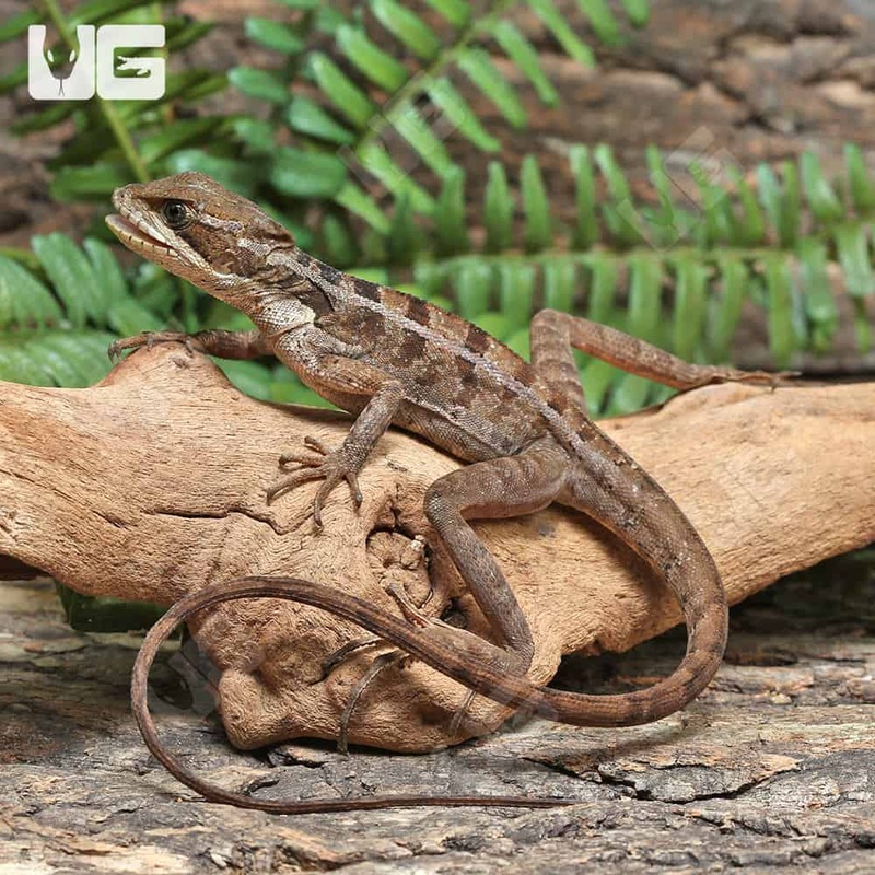 Baby Brown Basilisks For Sale