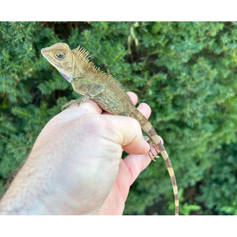 Bells Angle-Head Lizard