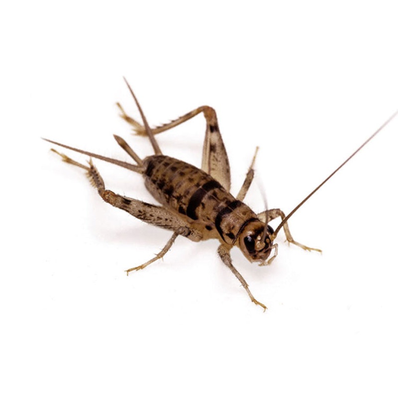 Bulk Crickets – 500 Count Pinheads