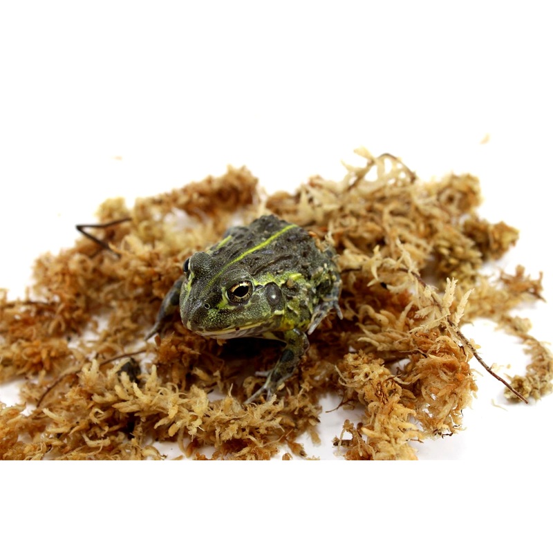 CB Juvenile African Pixie Frogs