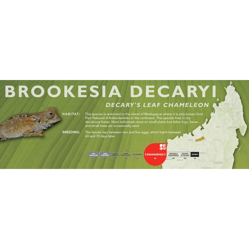 Decary’s Leaf Chameleon (Brookesia decaryi) Classic Vivarium Label
