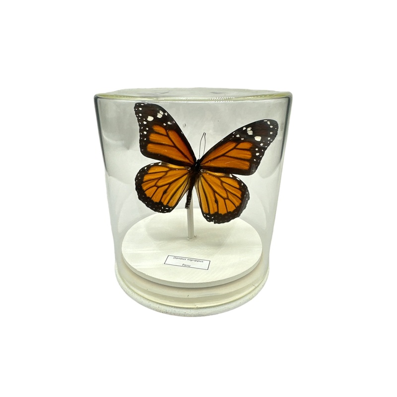 Monarch Butterfly Variety (Danaus nigrippus) – Glass Dome – Medium
