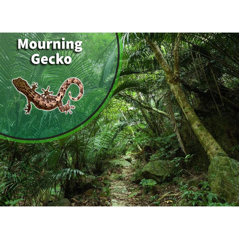 Mourning Gecko (Lepidodactylus lugubris) Bioactive Vivarium Kit 12″ x 12″ x 18/24/36