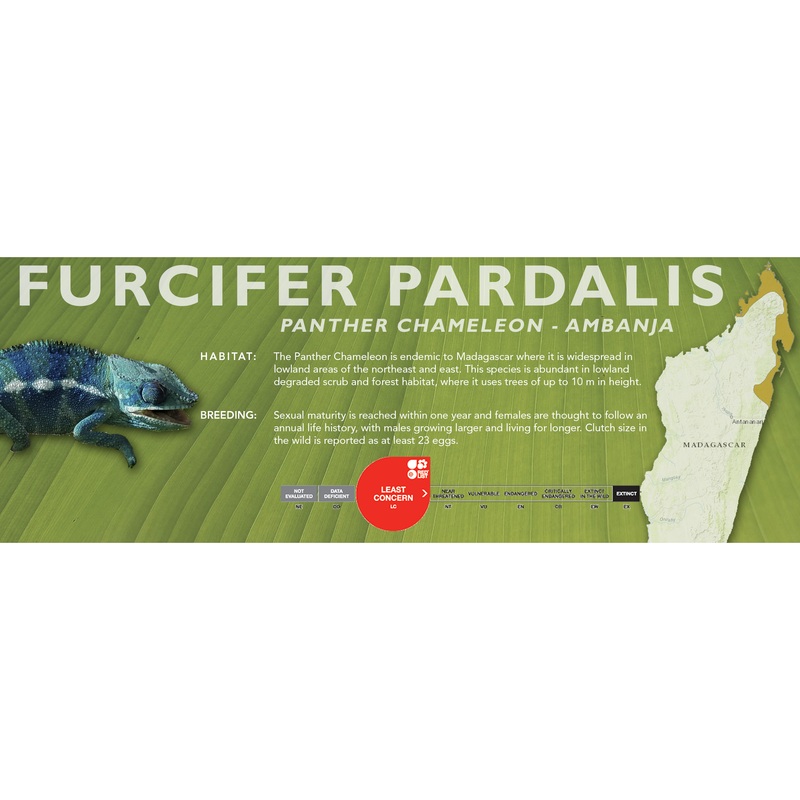 Panther Chameleon (Furcifer pardalis) Classic Vivarium Label Ambanja