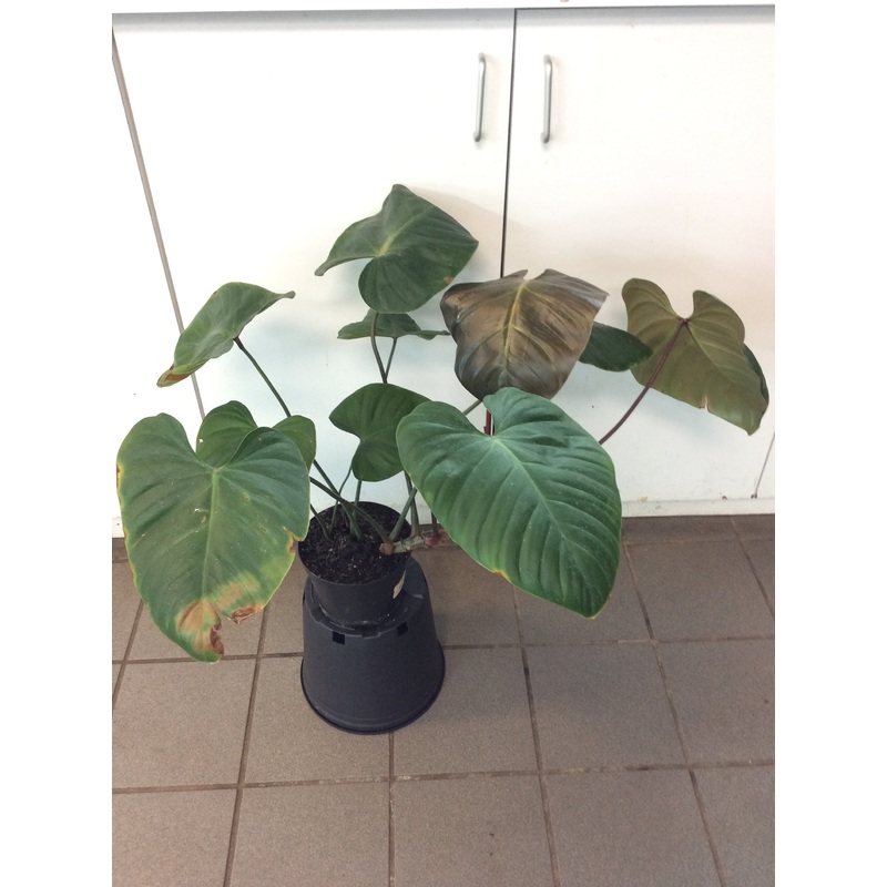 Philodendron Lynamii 3.5/4″ Pot