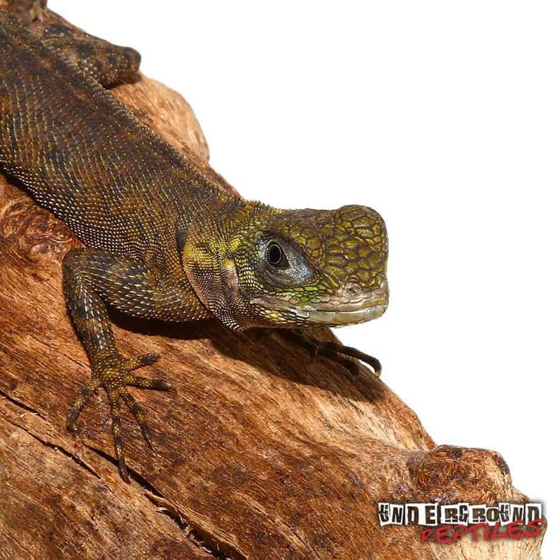 Plica Umbra Lizard