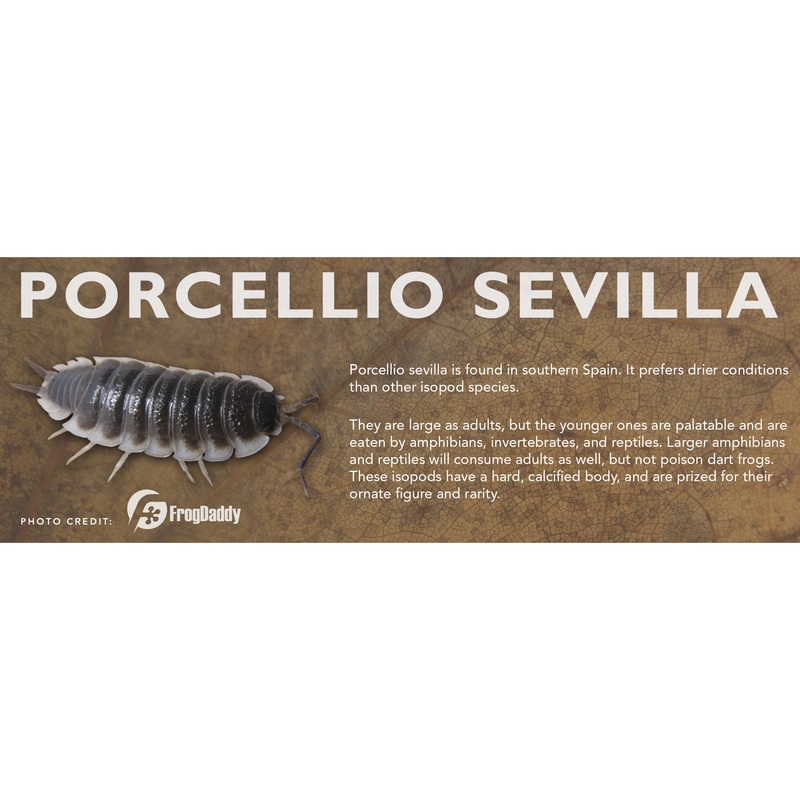 Porcellio sevilla – Isopod Label Standard Size 7″ x 2.5″
