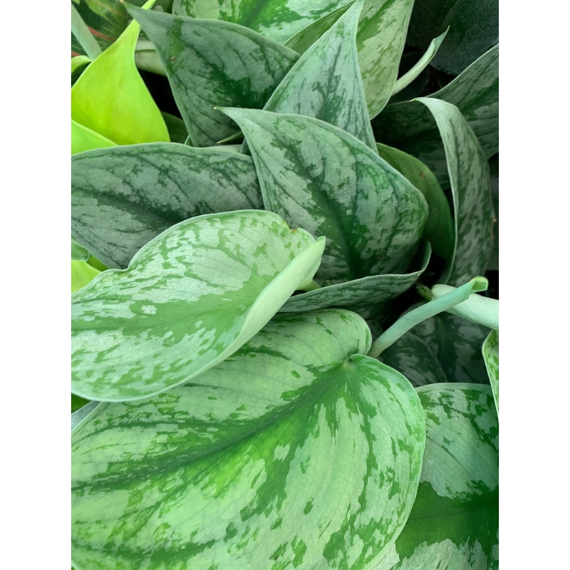 Scindapsus Exotica 3.5″ Pot