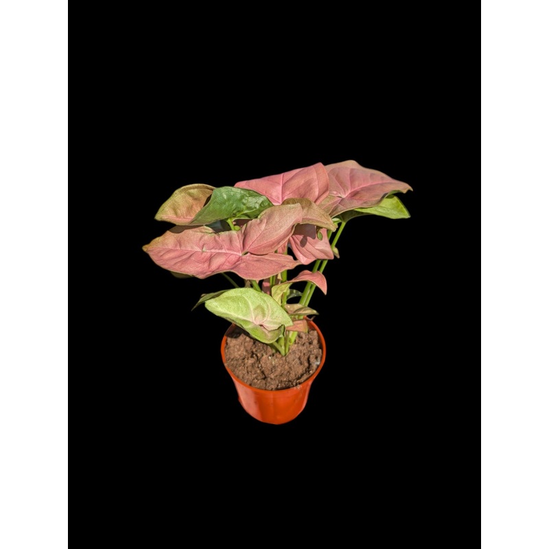 Syngonium Pink Neon