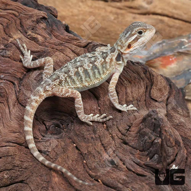 Translucent Bearded Dragons For Sale
