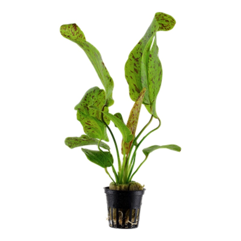 Tropica Echinodorus ‘Ozelot Green’